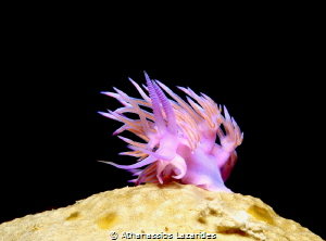 On the top of the hill - Flabellina affinis by Athanassios Lazarides 
